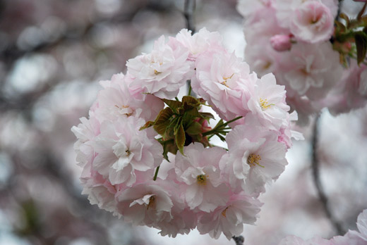 sakura